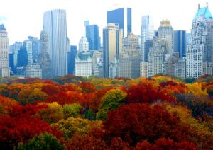 city-new-york-photo-central-park-fall-foliage-cc